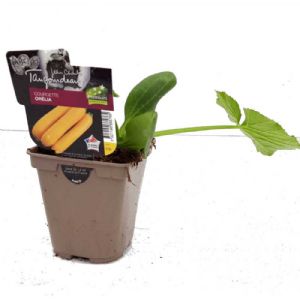 COURGETTE JAUNE ORELIA POT DE 0.5L