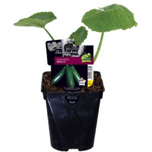 COURGETTE ASTIA POT DE 0.5L