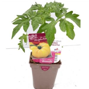 TOMATE ANANAS POT DE 0,5 L