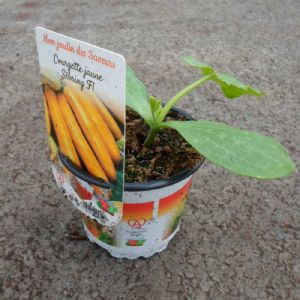 COURGETTE JAUNE SEBRING POT DE 10,5