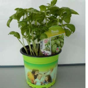 BASILIC GRAND VERT POT DE 13