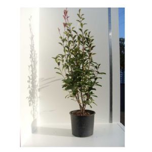 Photinia Red Robin C15 100/125