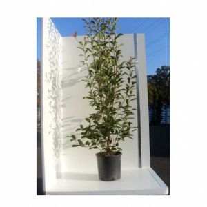 Photinia Red Robin C18 125/150