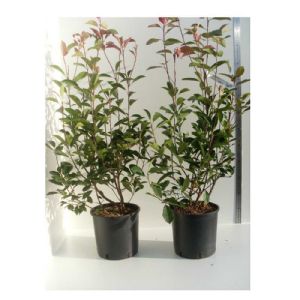 Photinia Red Robin C10