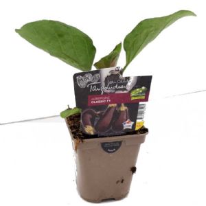 AUBERGINE CLASSIC POT DE 0.5L