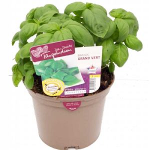 BASILIC GRAND VERT POT DE 1L