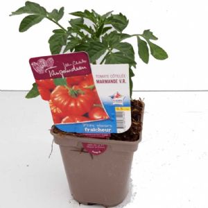 TOMATE MARMANDE 0.5 L