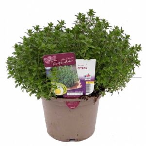 THYM CITRON POT DE 1L