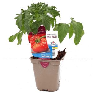 TOMATE RUSSE ROUGE POT DE 0,5L