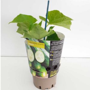 CONCOMBRE GREFFE ARAMON POT DE 1L