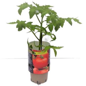 TOMATE GREFFEE FELICIA POT DE 1L