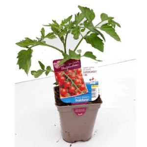 TOMATE CERISE SUPERSWEET POT DE 0.5L