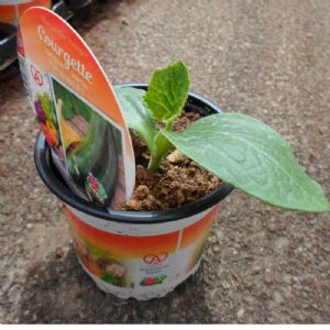 COURGETTE PARTHENON POT 10,5