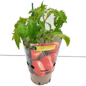 TOMATE GREFFEE ANDINE CORNUE POT DE 1L