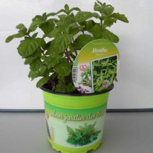 MENTHE MOJITO POT DE 13