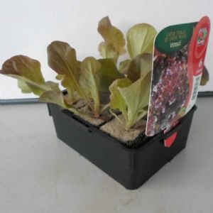 FEUILLE DE CHENE ROUGE CORDAI BIO 6 POTS