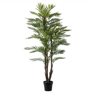 ARECA PALMIER