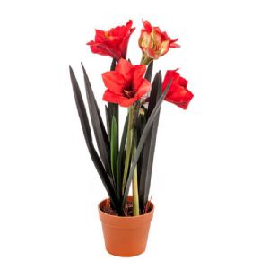 Amaryllis rouge