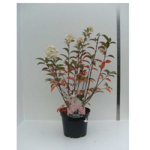 Hydrangea paniculata Vanille Fraise C10 40/50