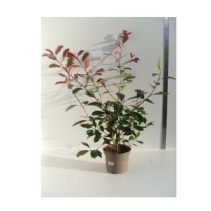 Photinia Red Robin C03 80cm