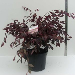 Loropetalum chinensis Sizzlink Pink C07