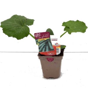 COURGETTE TARMINO POT DE 0.5L