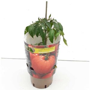 TOMATE GREFFEE CUOR DI BUE POT DE 1L