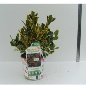 Ilex alt. Golden King C04TF