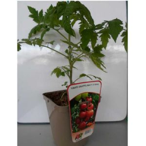 TOMATE GRAPPE GRAPPELINA POT DE 4L