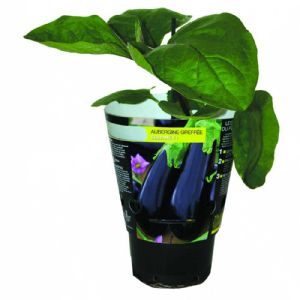 AUBERGINE GREFFEE SULTANE POT DE 1L
