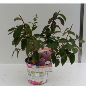 Hydrangea paniculata Vanille Fraise C04TF