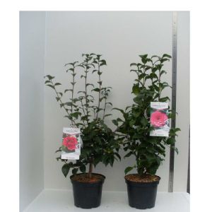 Camellia japonica C07 7ans